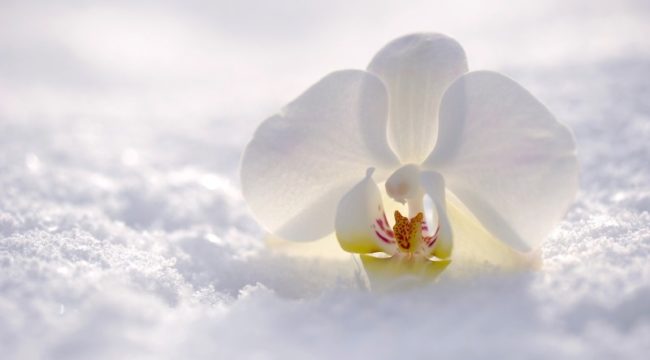 orquídeas brancas