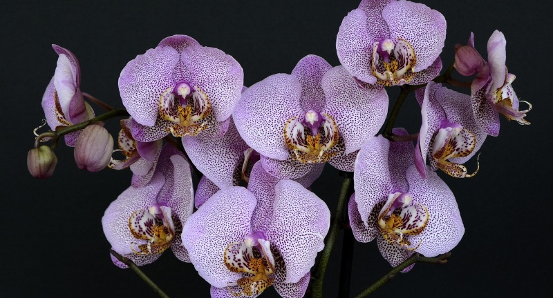 Flores de orquídeas