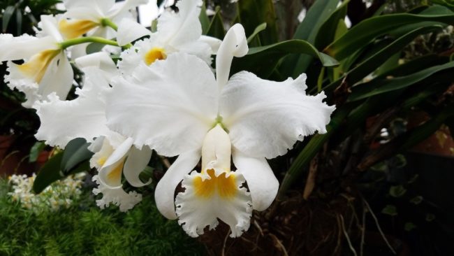 Belíssimas orquídeas