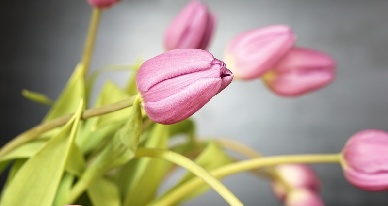 Tulipa holandesa